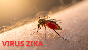 Virus zika nguy hiểm như thế nào? Cách phòng tránh virus zika