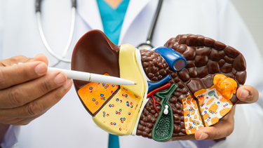 Xoang gan nằm ở đâu? Cấu trúc, chức năng và vai trò trong bệnh lý gan