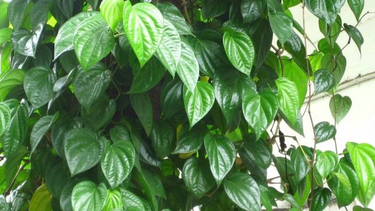 Xông vùng kín bằng lá trầu có tác dụng gì? Những lưu ý an toàn