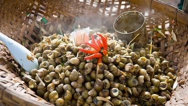 Ăn ốc bị đầy bụng là do đâu? Cách xử lý và phòng tránh hiệu quả