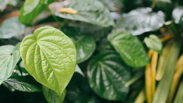 Bà bầu có được dùng lá trầu không không? 