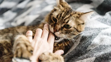 Cách xử lý đúng khi bị mèo cắn nhẹ có sao không?