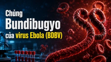 Chủng Bundibugyo của virus Ebola nguy hiểm thế nào?
