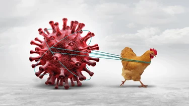 Cúm A/H7N9 có lây sang người không? Cách phòng ngừa bệnh