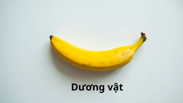 Dương vật là gì? Cấu tạo, giải phẫu, chức năng và những vấn đề liên quan