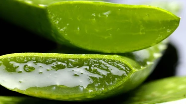 Nha đam ăn sống được không? Những lưu ý quan trọng