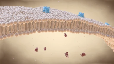 Lipid nanoparticle là gì? Công dụng và ứng dụng của Lipid nanoparticle trong y học