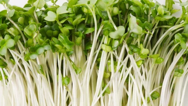 Ăn rau mầm giàu dưỡng chất nhưng vẫn tiềm ẩn nguy cơ nhiễm vi sinh vật gây bệnh
