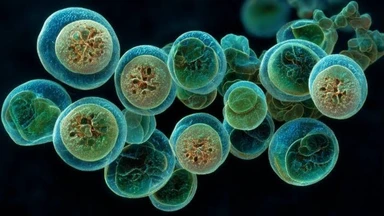 benh_cyclospora_nguyen_nhan_trieu_chung_va_cach_phong_ngua_4_483009b52b
