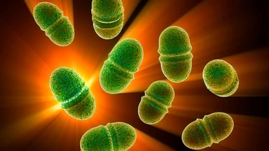 Enterococcus faecalis là gì? Nguyên nhân và cách phòng ngừa hiệu quả