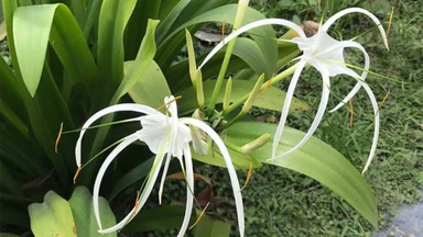 Cây đại tướng quân: Công dụng dân gian và những lưu ý khi sử dụng