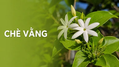 Chè vằng: Công dụng, liều dùng và lưu ý khi sử dụng