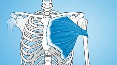 Cơ ngực lớn là gì? Chức năng và vấn đề thường gặp