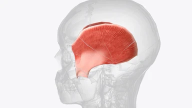 Cơ thái dương là gì? Chức năng và các vấn đề thường gặp