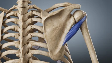 Cơ tròn bé là gì? Chức năng và những vấn đề thường gặp