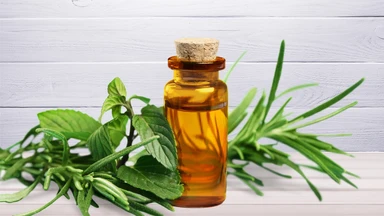 Dầu tràm có đuổi muỗi không và cách dùng an toàn hiệu quả?