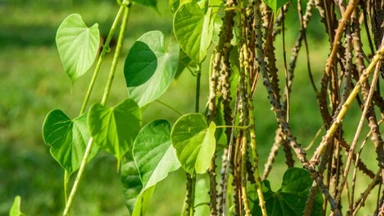 Dây đau xương là gì? Công dụng, cách dùng và những điều cần lưu ý