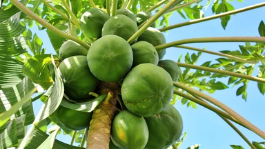 Đu đủ xanh: Lợi ích, dinh dưỡng và những lưu ý quan trọng
