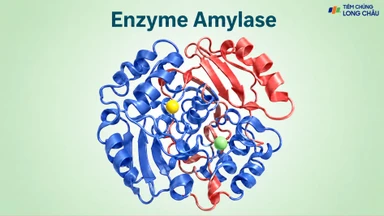 Enzyme amylase là gì? Vai trò và ý nghĩa xét nghiệm amylase 