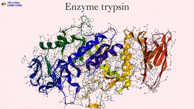 Enzyme trypsin là gì? Vai trò và ứng dụng của trypsin