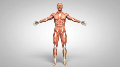 Gân là gì? Vai trò, giải phẫu, cấu tạo và một số bệnh lý liên quan
