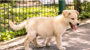 Ký sinh trùng máu ở chó có lây sang người không? Giải đáp từ góc độ y khoa