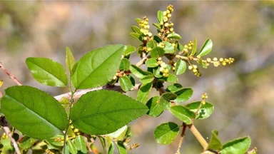 la_canh_chau_chua_thuy_dau_co_hieu_qua_khong_co_nen_su_dung_1_f605ee9426