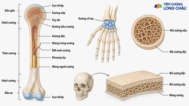 Màng xương: Cấu trúc, chức năng và các bệnh lý liên quan