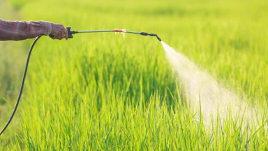 Ngửi mùi thuốc sâu có sao không? Cách xử lý an toàn và phòng ngừa hiệu quả