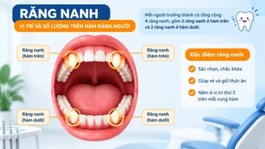 rang_nanh_la_rang_so_may_vi_tri_chuc_nang_va_thoi_diem_moc_1_cfea5d87ef
