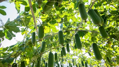 tac_hai_cua_qua_muop_hieu_dung_de_dung_an_toan_cho_suc_khoe_3_b002d1ddf1