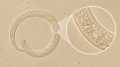 thelazia_callipaeda_la_gi_trieu_chung_khi_nhiem_thelazia_callipaeda_1_9314a0d6b2