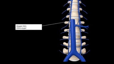 Tĩnh mạch azygos: Cấu trúc và vai trò quan trọng trong cơ thể
