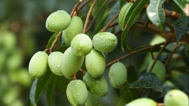 Trái cà na: Đặc điểm, công dụng và những lưu ý khi sử dụng