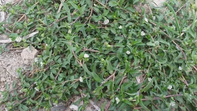 Uống cỏ mực nhiều có sao không? Lợi ích và lưu ý cần biết