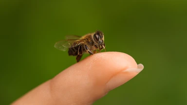 Uống gì giải độc khi bị ong đốt? Cách sơ cứu đúng và an toàn
