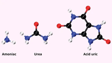 Urea là chất gì trong cơ thể? Urea giữ vai trò gì trong vắc xin?