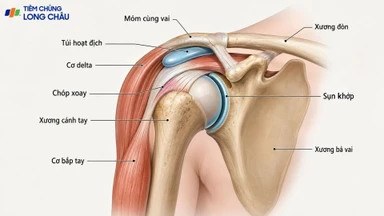 Xương bả vai: Cấu tạo, chức năng và các bệnh lý thường gặp