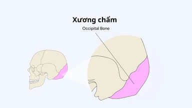Xương chẩm là gì? Cấu tạo và chức năng