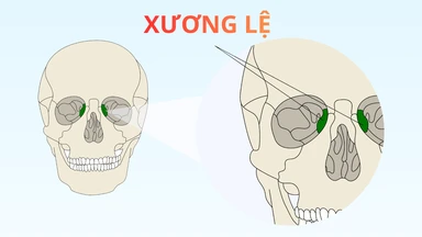 Xương lệ là gì? Vị trí và chức năng của xương lệ