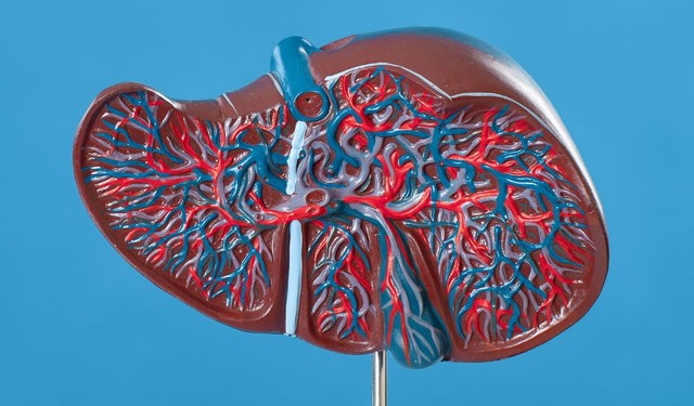 Tế bào gan là gì? Khả năng tái tạo và tự phục hồi của tế bào