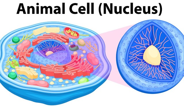 Tế bào là gì? Cấu tạo các bộ phận chính và chức năng của tế bào