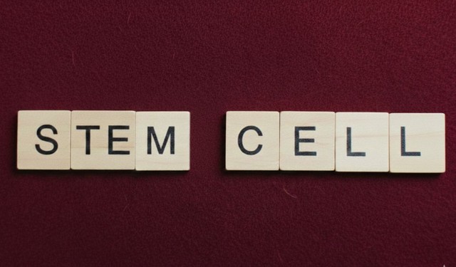 Tế bào gốc là gì? Các ứng dụng trong nền y học hiện đại