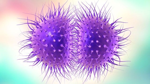 Vi khuẩn Neisseria gonorrhoeae: Đặc điểm, triệu chứng và cách điều trị
