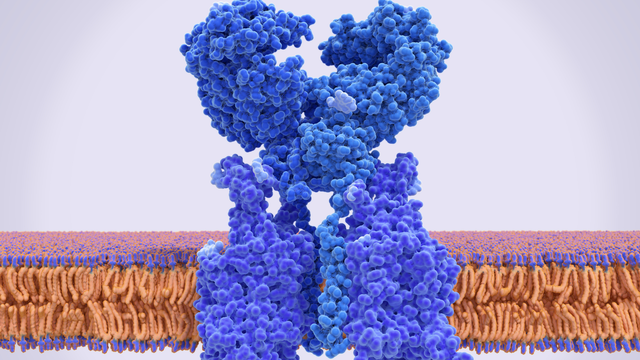 Angiotensin là gì? Vai trò trung tâm trong điều hòa huyết áp và sức khỏe tim mạch