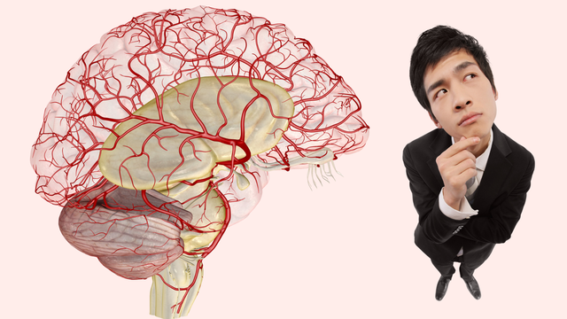 Bán cầu não phải có chức năng gì? Những thông tin bạn cần biết