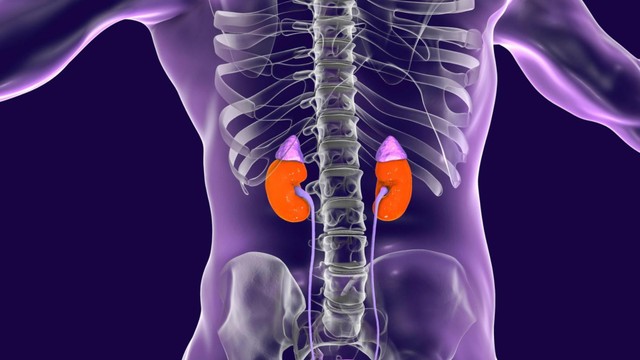 Suy thượng thận mạn: Dấu hiệu, nguyên nhân, phương pháp chẩn đoán, điều trị và phòng ngừa