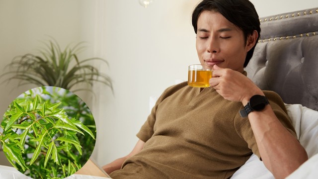 Bị huyết áp thấp có uống được lá đinh lăng không?