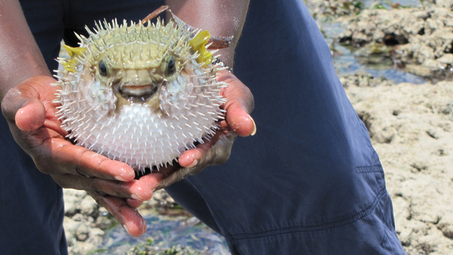 Cá nóc ăn được không? Ăn cá nóc nguy hiểm như thế nào?