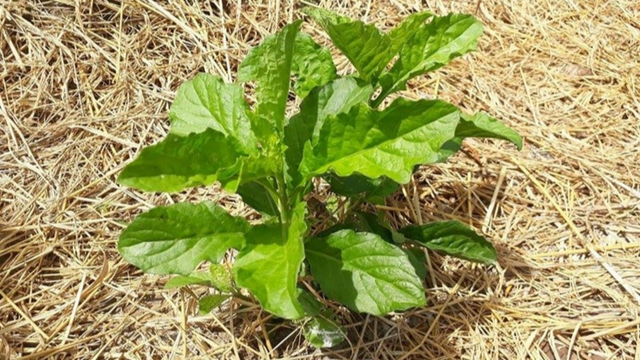 Cây cải trời có tác dụng gì? Cách dùng và lưu ý quan trọng